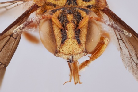 [Epanthidium tigrinum male (anterior/face view) thumbnail]
